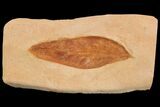 Red Fossil Leaf (Fraxinus) - Montana #93663-1